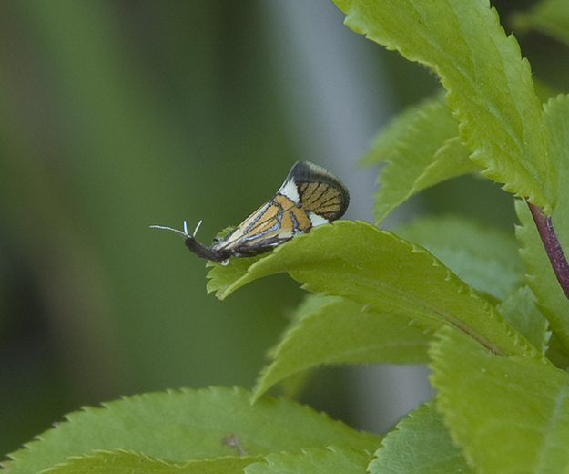 Alabonia geoffrella Oecophoridae